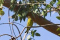 Free Greenfinch On Bough Of Tree Royalty Free Stock Images - 926849