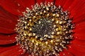 Free Gerbera Ruby Royalty Free Stock Photography - 927327
