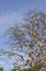 Free Tree Branch Royalty Free Stock Image - 920036