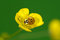 Free Ladybug Royalty Free Stock Image - 929256