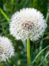 Free Dandelion, Spring Flower Royalty Free Stock Photo - 9202115