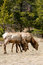 Free Elk Grazing In Woods Royalty Free Stock Images - 9220779