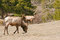 Free Elk Grazing In Woods Stock Images - 9220784