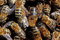 Free The Drone Among Bees Royalty Free Stock Photo - 9227815