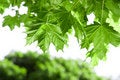 Free Spring Maple Leaves Stock Photos - 9241253