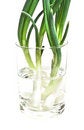 Free Green Onion As Background. Isolate Royalty Free Stock Image - 9243466