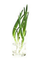 Free Green Onion As Background. Isolate Royalty Free Stock Photos - 9243478