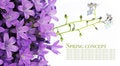 Free Flora Against White Background Stock Images - 9244324