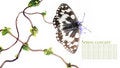Free Butterfly And Flora Stock Photo - 9246940