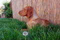 Free Dog At Shade Stock Photo - 9251900