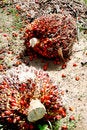 Free Oil Palm Seed Stock Images - 9253184