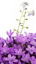 Free Flora Stock Photos - 9255333
