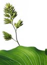 Free Summer Flora Stock Photos - 9255393