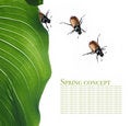 Free Flora And Beetles Royalty Free Stock Image - 9257546
