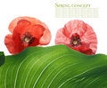 Free Summer Flora Stock Image - 9262151