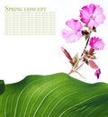 Free Summer Flora Royalty Free Stock Images - 9262179