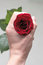 Free Roses Stock Images - 9269624
