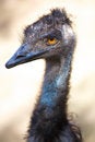 Free View Ostrich Stock Photography - 9272802