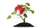 Free Blooming Plant In Soil Royalty Free Stock Photos - 9275228