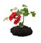 Free Blooming Plant In Soil Royalty Free Stock Photos - 9275258