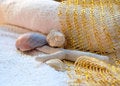 Free Sea Objects Stock Photos - 9287743