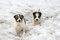 Free Puppy Stock Photography - 9281432