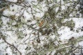 Free Broken Branches Background Stock Image - 9293631