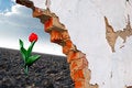 Free Lonely Red Tulip Royalty Free Stock Photo - 9296685