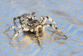Free Gray Wolf Spider Stock Photo - 9299250