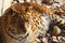 Free Jaguar Stock Image - 9295931