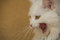 Free Cat Stock Images - 9298644