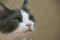 Free Cat Royalty Free Stock Image - 9298686