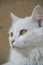 Free White Cat Royalty Free Stock Image - 9298776