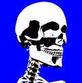 Free Skull 8 Stock Photo - 930710