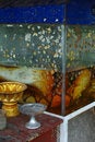Free Dead Snake In Buddhist Temple Aquarium, Surat, Thailand. Royalty Free Stock Image - 932296