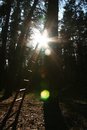 Free Sun And Shoots Royalty Free Stock Photos - 932368