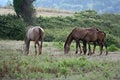 Free Horse_04 Royalty Free Stock Photos - 934718
