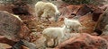Free Rocky Mountain Goats Stock Photography - 934782