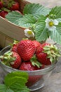 Free Juicy Strawberry Royalty Free Stock Photos - 936258