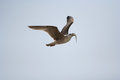 Free Seagull Eat Fish Stock Photos - 936283