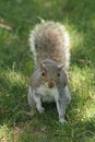 Free Squirrel Royalty Free Stock Photo - 936395