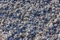Free Fish Bones Stock Image - 937031