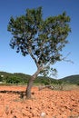 Free Single Tree Stock Image - 937891