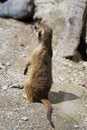 Free Meerkat Royalty Free Stock Photography - 939777