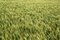 Free Wheat Field Royalty Free Stock Images - 931539
