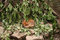 Free A Red Fox Sleeping. Royalty Free Stock Photography - 933017
