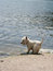 Free Dog On The Beach. Royalty Free Stock Images - 933039