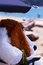 Free Woof At The Beach (close View) Royalty Free Stock Photos - 934358