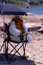 Free Woof At The Beach (right View) Royalty Free Stock Photo - 934395