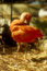 Free Flamingo Cleaning Royalty Free Stock Photography - 934427